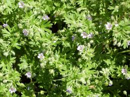Attēlu rezultāti vaicājumam “Geranium pusillum”