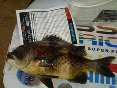 Image result for Cymatoceps nasutus