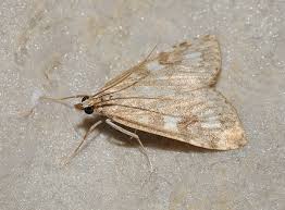 Attēlu rezultāti vaicājumam “Udea olivalis”