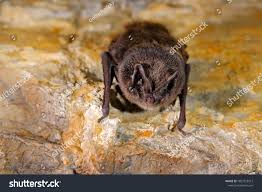 Attēlu rezultāti vaicājumam “Barbastella barbastellus”