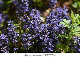 Attēlu rezultāti vaicājumam “Ajuga reptans bud”