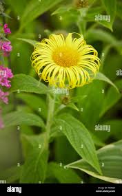 Attēlu rezultāti vaicājumam “Inula britannica bud”