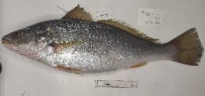 Image result for Argyrosomus regius