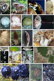 Attēlu rezultāti vaicājumam “Ophiostoma polyporicola”