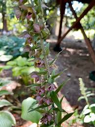 Attēlu rezultāti vaicājumam “Epipactis helleborine flower”