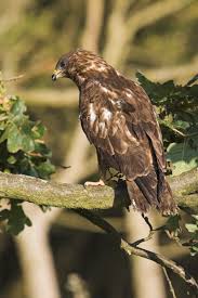 Attēlu rezultāti vaicājumam “Pernis apivorus”