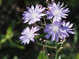 Attēlu rezultāti vaicājumam “Lactuca tatarica flower”