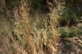 Attēlu rezultāti vaicājumam “Calamagrostis epigeios”