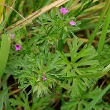 Attēlu rezultāti vaicājumam “Geranium dissectum flower”