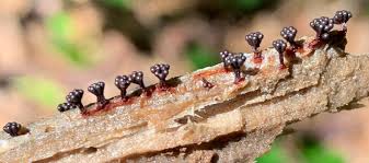 Attēlu rezultāti vaicājumam “Lycogala conicum spores”