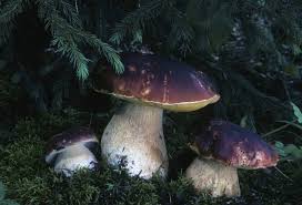 Attēlu rezultāti vaicājumam “Boletus edulis”