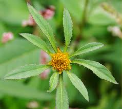 Attēlu rezultāti vaicājumam “Bidens frondosa flower”