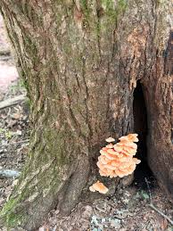 Attēlu rezultāti vaicājumam “Laetiporus sulphureus”