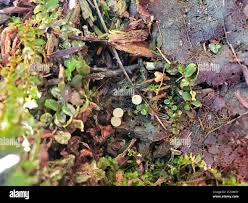 Attēlu rezultāti vaicājumam “Hymenoscyphus fructigenus”