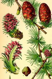 Attēlu rezultāti vaicājumam “Larix”