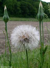 Image result for Tragopogon pratensis