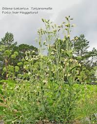 Attēlu rezultāti vaicājumam “Silene tatarica”