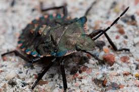 Attēlu rezultāti vaicājumam “Pentatoma rufipes”