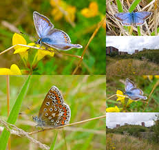 Attēlu rezultāti vaicājumam “Polyommatus icarus male”