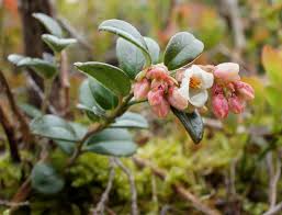 Attēlu rezultāti vaicājumam “Vaccinium vitis-idaea bud”