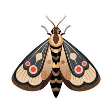 Attēlu rezultāti vaicājumam “Catocala fraxini”