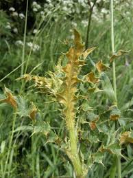 Attēlu rezultāti vaicājumam “Cirsium arvense leaf”