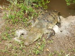 Image result for Crocodylus acutus
