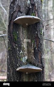 Attēlu rezultāti vaicājumam “Phellinus populicola”