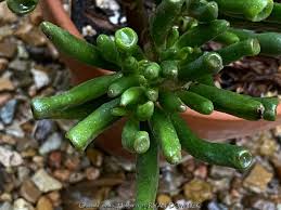 Image result for Crassula hobbit
