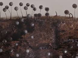 Attēlu rezultāti vaicājumam “Lamproderma pulchellum spores”