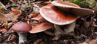 Attēlu rezultāti vaicājumam “Cortinarius praestans”