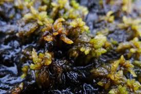 Attēlu rezultāti vaicājumam “Sphagnum platyphyllum”