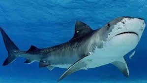 Image result for Furgaleus macki