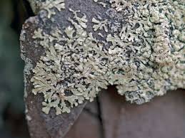 Attēlu rezultāti vaicājumam “Parmeliopsis ambigua”