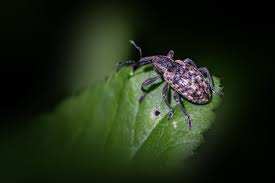 Attēlu rezultāti vaicājumam “Hylobius abietis”