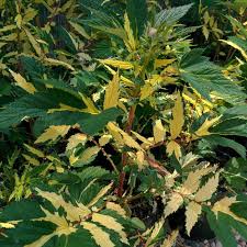 Image result for Filipendula ulmaria