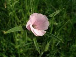 Image result for Kornrade