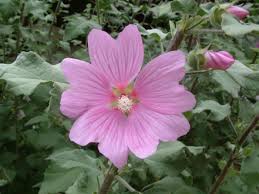 Image result for Lavatera thuringiaca