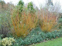 Attēlu rezultāti vaicājumam “Salix alba var. vitellina”