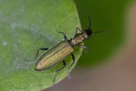 Attēlu rezultāti vaicājumam “Chrysanthia geniculata”
