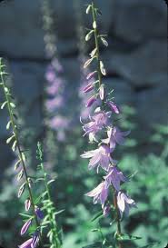 Image result for Campanula rapunculoides