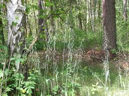 Attēlu rezultāti vaicājumam “Milium effusum”