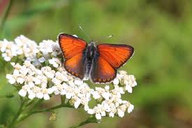 Attēlu rezultāti vaicājumam “Lycaena hippothoe underside”