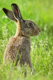 Attēlu rezultāti vaicājumam “Lepus europaeus adult”