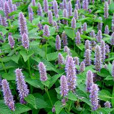 Attēlu rezultāti vaicājumam “Carum carvi flower”