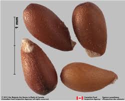 Attēlu rezultāti vaicājumam “Viola arvensis bud”