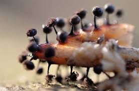 Attēlu rezultāti vaicājumam “Lamproderma arcyrioides macro”