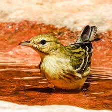 Image result for Dendroica striata