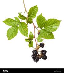 Attēlu rezultāti vaicājumam “Rubus plicatus fruit”