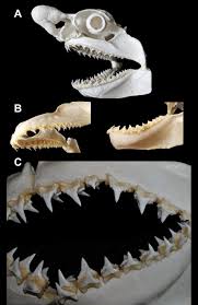 Image result for Lamna ditropis